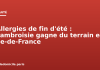 Allergies de fin d’été : l’ambroisie gagne du terrain en Île-de-France Allergies de fin d'été : l'ambroisie gagne du terrain en Île-de-France